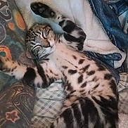 Gordo joined the competition — help win amazing prizes! kitten, cat, tabby, sleeping, paw, blanket, soft, cozy, feline, pet, resting, striped, cute, animal, fur, whiskers, relaxed, indoor, comfort, nap