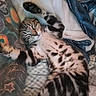 kitten, cat, tabby, sleeping, paw, blanket, soft, cozy, feline, pet, resting, striped, cute, animal, fur, whiskers, relaxed, indoor, comfort, nap