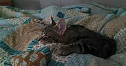 Gordo joined the competition — help win amazing prizes! cat, tabby, sleeping, bed, quilt, patterned_bedding, indoor, cozy, resting, feline, pet, animal, striped, comfort, quiet, soft_light, relaxation, domestic, cute, warm_colors