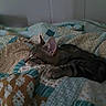 cat, tabby, sleeping, bed, quilt, patterned_bedding, indoor, cozy, resting, feline, pet, animal, striped, comfort, quiet, soft_light, relaxation, domestic, cute, warm_colors