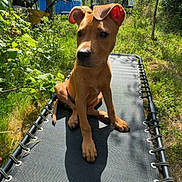 Arrow participe au concours pour gagner de l'argent avec cette photo : animal, backyard, canine, cot, curious, dog, garden, grass, greenery, leaves, nature, outdoor, pet, playful, puppy, shadow, summer, sunlight, tree, young