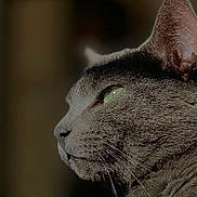 Oxy Sanchez joined the competition — help win amazing prizes! cat, gray_cat, green_eyes, close_up, side_profile, feline, whiskers, fur, pet, animal, portrait, domestic_cat, indoor, soft_light, focused, texture, natural_light, muzzle, ear, background_blur