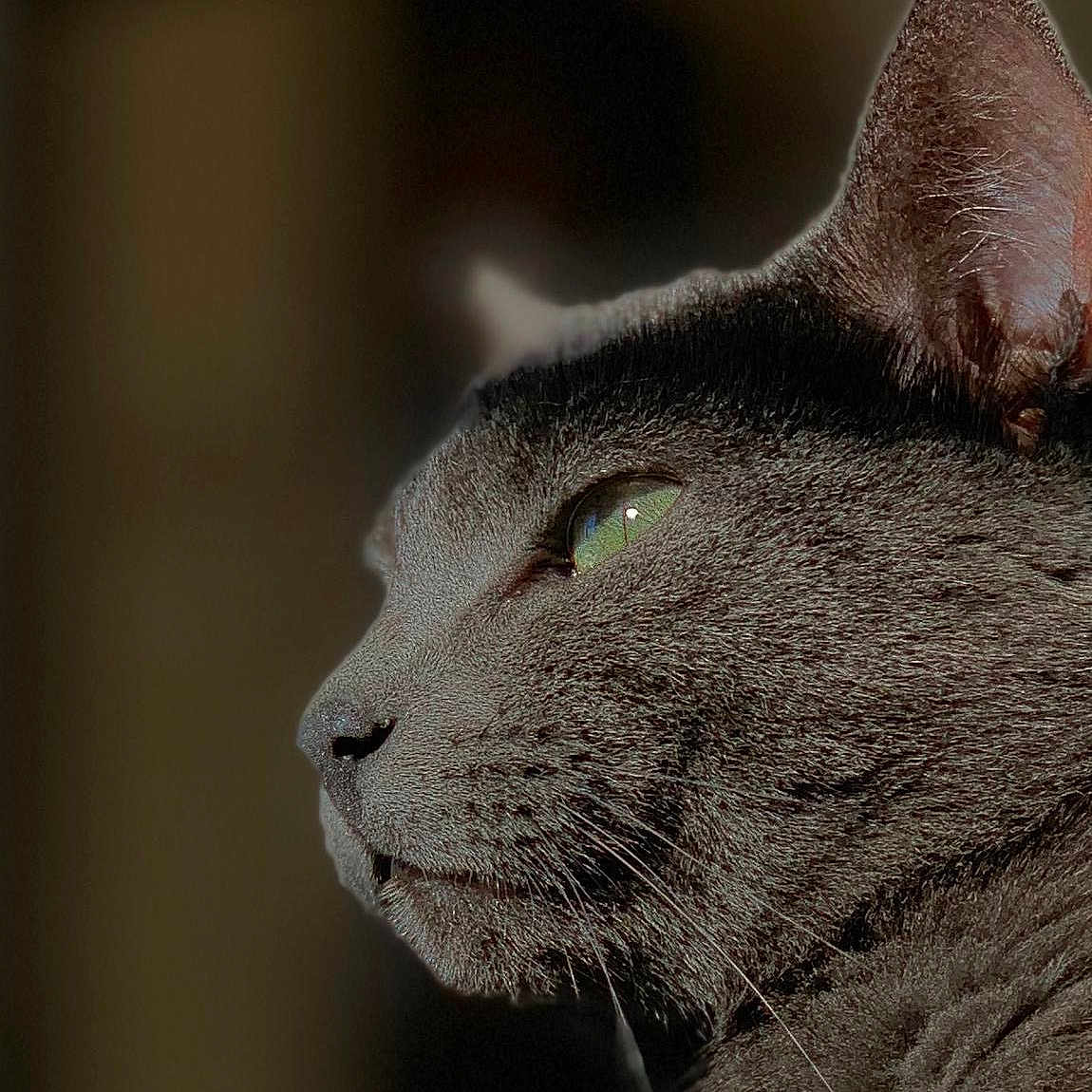Oxy Sanchez joined the competition — help win amazing prizes! animal, background_blur, cat, close_up, domestic_cat, ear, feline, focused, fur, gray_cat, green_eyes, indoor, muzzle, natural_light, pet, portrait, side_profile, soft_light, texture, whiskers