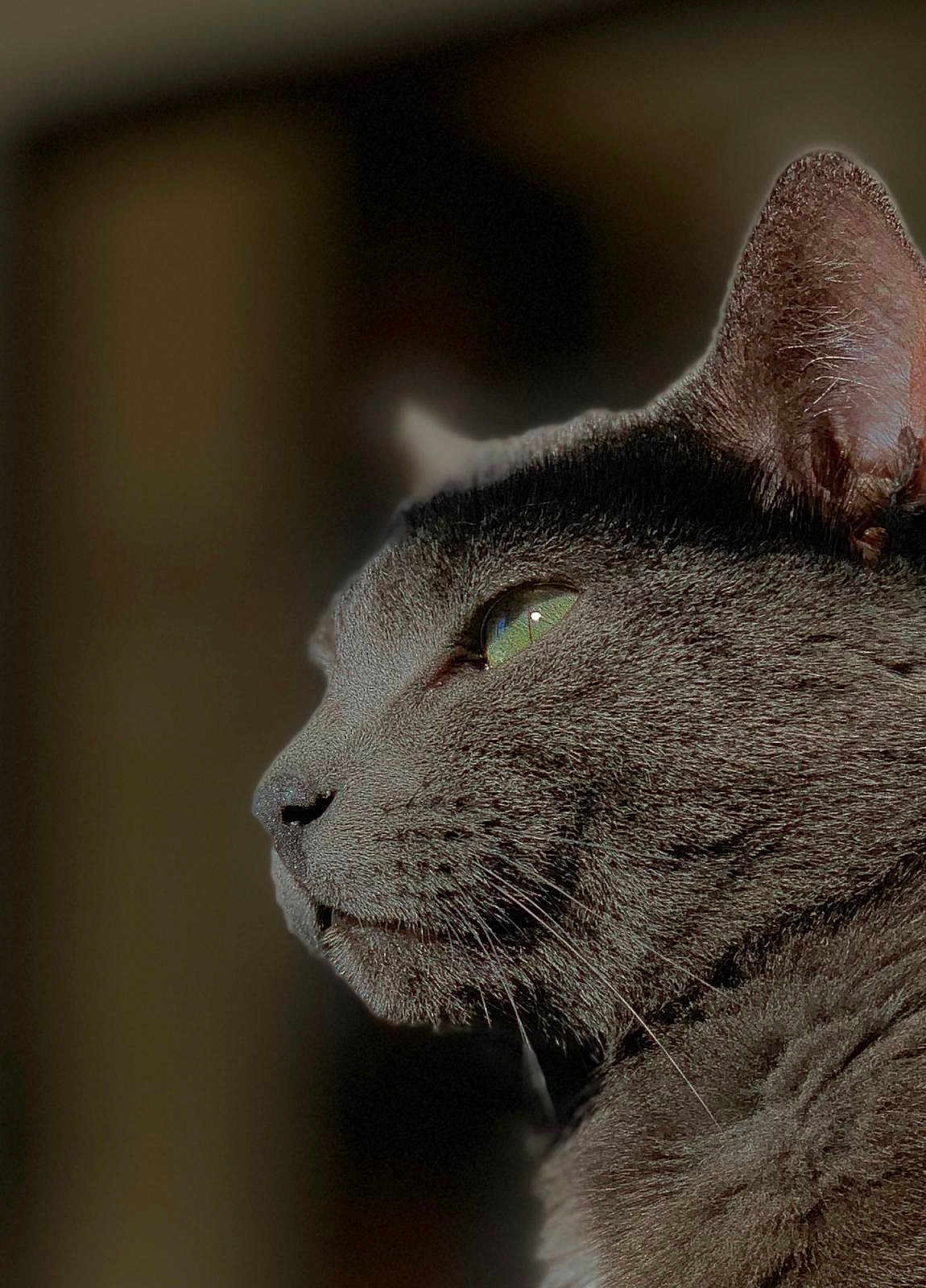 Oxy Sanchez joined the competition — help win amazing prizes! cat, gray_cat, green_eyes, close_up, side_profile, feline, whiskers, fur, pet, animal, portrait, domestic_cat, indoor, soft_light, focused, texture, natural_light, muzzle, ear, background_blur