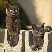 Oxy a rejoint le concours — aidez-le/la à gagner de superbes lots ! animals, blocks, cat, closeup, concrete, daylight, feline, gray_cat, green_eyes, nature, outdoor, pets, portrait, resting, serene, sitting, soft_fur, sunlight, texture, two_cats