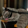 animal, cat, close_up, cozy, daylight, feline, fur, gray_cat, grooming, indoor, paw, pet, quiet, relaxed, shadow, sleepy, sunlight, tongue_out, whiskers, wooden_surface