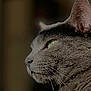 Oxy participe au concours pour gagner de l'argent avec cette photo : animal, background_blur, cat, close_up, domestic_cat, ear, feline, focused, fur, gray_cat, green_eyes, indoor, muzzle, natural_light, pet, portrait, side_profile, soft_light, texture, whiskers