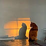 Oxy participe au concours pour gagner de l'argent avec cette photo : animal, calm, cat, cozy, evening, feline, home, indoor, interior, orange_light, pet, quiet, reflection, shadow, silhouette, still_life, sunset, table, warm_tone, window_light