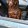 Daisy Mae is registered to the contest to win money with this photo: dog, labrador, chocolate_labrador, pet, animal, car, vehicle, window, seat, interior, brown, ears, face, eyes, sitting, looking, outdoor, daytime, reflection, fur
