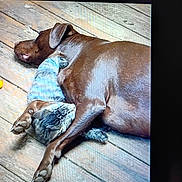 Daisy Mae is registered to the contest to win money with this photo: dog, cat, wooden_floor, animal_cuddling, pet, sleeping, brown_dog, striped_cat, paw, fur, domestic_animal, companion, rest, cute, friendship, indoor, close_up, relaxation, nap, adorable