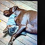 dog, cat, wooden_floor, animal_cuddling, pet, sleeping, brown_dog, striped_cat, paw, fur, domestic_animal, companion, rest, cute, friendship, indoor, close_up, relaxation, nap, adorable