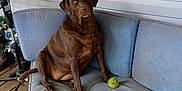 Daisy Mae is registered to the contest to win money with this photo: dog, labrador, chocolate, couch, outdoor, porch, tennis_ball, pet, animal, wooden_floor, window, fan, blue_cushion, furniture, relaxed, sitting, looking, daylight, home, companion