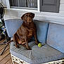 dog, labrador, chocolate, couch, outdoor, porch, tennis_ball, pet, animal, wooden_floor, window, fan, blue_cushion, furniture, relaxed, sitting, looking, daylight, home, companion
