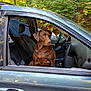 Daisy Mae joined the competition — help win amazing prizes! dog, labrador, chocolate_labrador, car, car_interior, driver_seat, window, greenery, forest, trees, nature, pet, animal, outdoor, parked_car, vehicle, seat, canine, looking_away, daytime