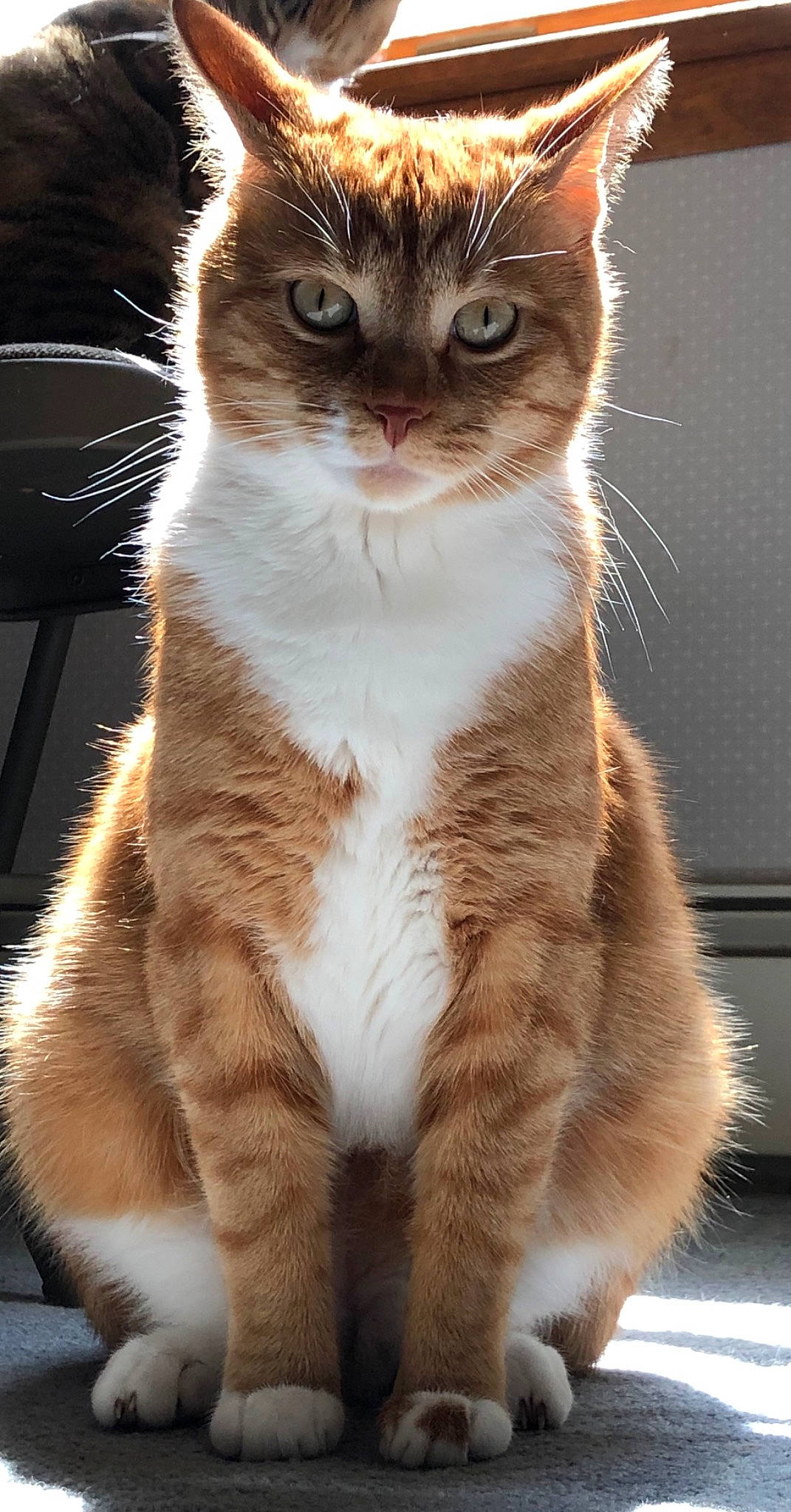 Ezra is registered to the contest to win money with this photo: carnivore, cat, claw, domestic_short_haired_cat, fawn, felidae, fur, paw, small_to_medium_sized_cats, snout, tail, terrestrial_animal, whiskers, window