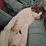 cat, sleeping, lap, denim, relaxed, furry, pet, indoor, cozy, resting, white_fur, tabby, animal, comfort, casual, jeans, blanket, cute, domestic, soft