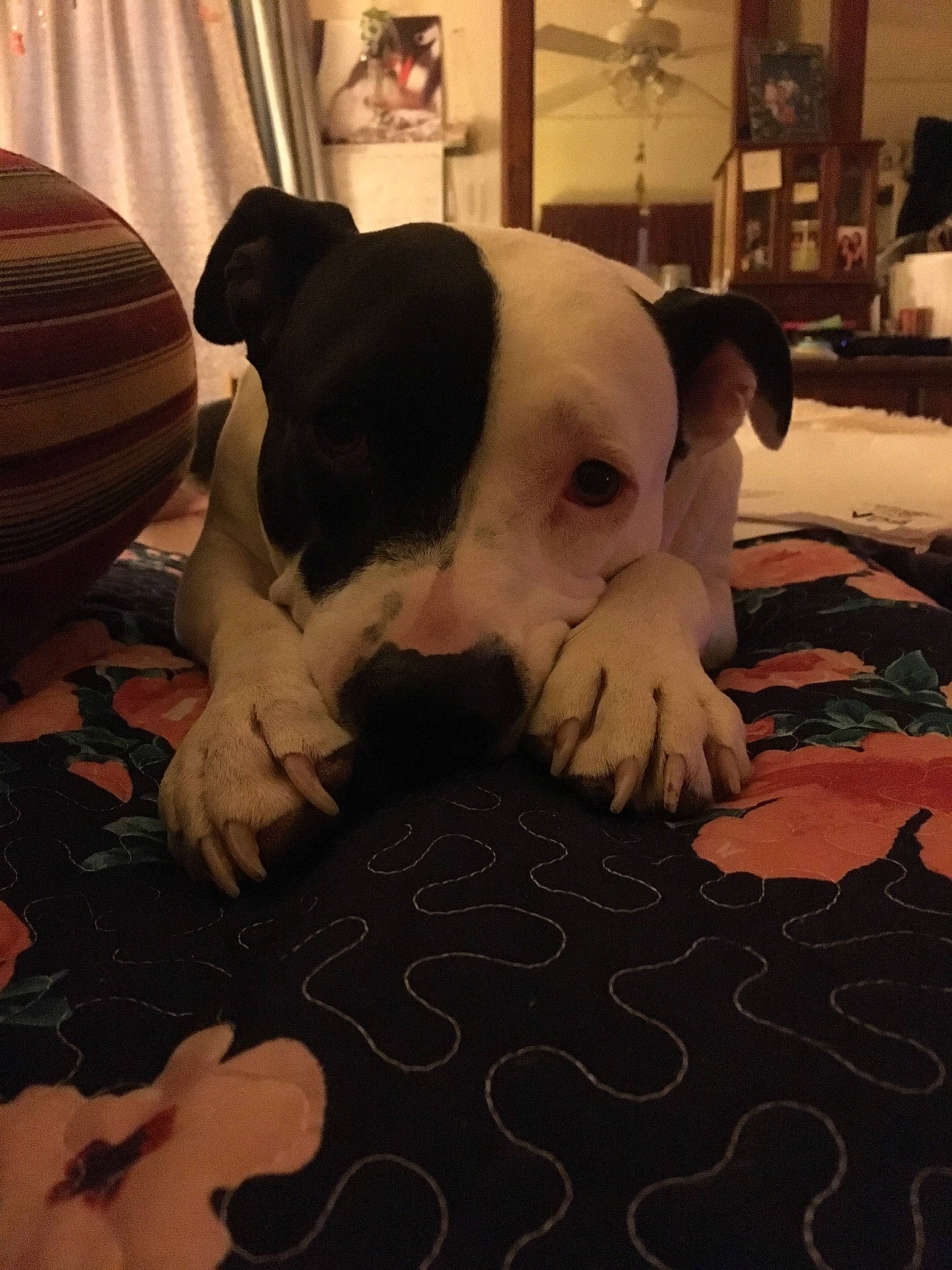 Vinyl is registered to the contest to win money with this photo: bulldog, canidae, carnivore, comfort, companion_dog, curtain, dog, dog_breed, fawn, flooring, fur, houseplant, paw, room, snout, tail, terrestrial_animal, toy_dog, whiskers, working_animal