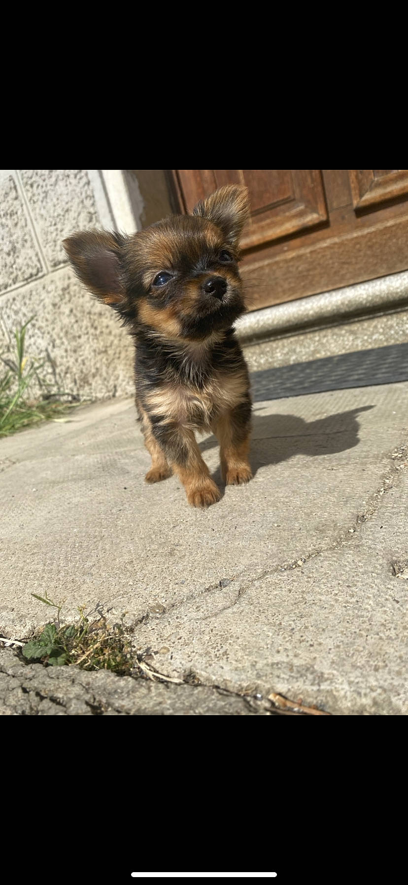 Tokyo participe au concours pour gagner de l'argent avec cette photo : asphalt, canidae, carnivore, companion_dog, dog, dog_breed, fawn, fur, liver, plant, road, road_surface, small_terrier, sporting_group, tail, terrestrial_animal, terrier, toy_dog, whiskers, working_animal