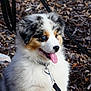 animal, australian_shepherd, black, blue_eyes, brown, collar, cute, dog, fluffy, fur, happy, leash, leaves, nature, outdoor, pet, puppy, tongue_out, white, young