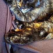 Pearl joined the competition — help win amazing prizes! cat, tortoiseshell, sleeping, fur, cozy, brown_fabric, closeup, pet, animal, resting, cute, feline, whiskers, paw, relaxation, domestic_animal, soft_texture, indoor, calm, nap