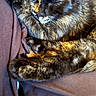 cat, tortoiseshell, sleeping, fur, cozy, brown_fabric, closeup, pet, animal, resting, cute, feline, whiskers, paw, relaxation, domestic_animal, soft_texture, indoor, calm, nap