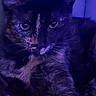 Pearl joined the competition — help win amazing prizes! cat, tortoiseshell, pet, animal, indoor, purple_light, fur, whiskers, ears, eyes, portrait, closeup, relaxed, feline, mystery, couch, resting, domestic_animal, cute, paw