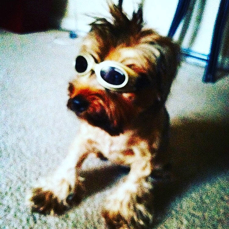 Mr. Max is registered to the contest to win money with this photo: canidae, carnivore, companion_dog, dog, dog_breed, dog_supply, fawn, fur, liver, non_sporting_group, pet_supply, puppy, small_terrier, snout, sporting_group, terrier, toy_dog, working_animal, working_dog