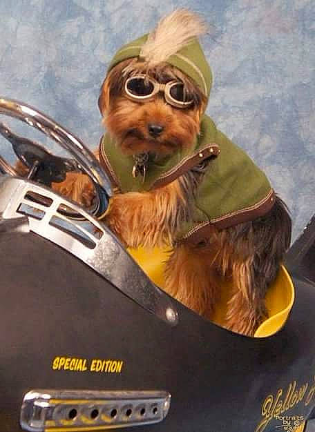 Mr. Max is registered to the contest to win money with this photo: canidae, carnivore, chewbacca, companion_dog, costume_accessory, dog, dog_breed, dog_clothes, dog_supply, fictional_character, fur, goggles, non_sporting_group, pet_supply, small_terrier, snout, sporting_group, toy_dog, vertebrate, working_animal