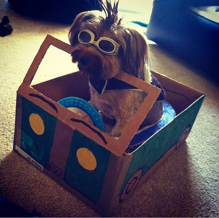 Mr. Max is registered to the contest to win money with this photo: box, canidae, carnivore, companion_dog, dog, dog_breed, dog_collar, dog_supply, liver, mammal, non_sporting_group, pet_supply, snout, sporting_group, square, teal, toy, toy_dog, working_animal