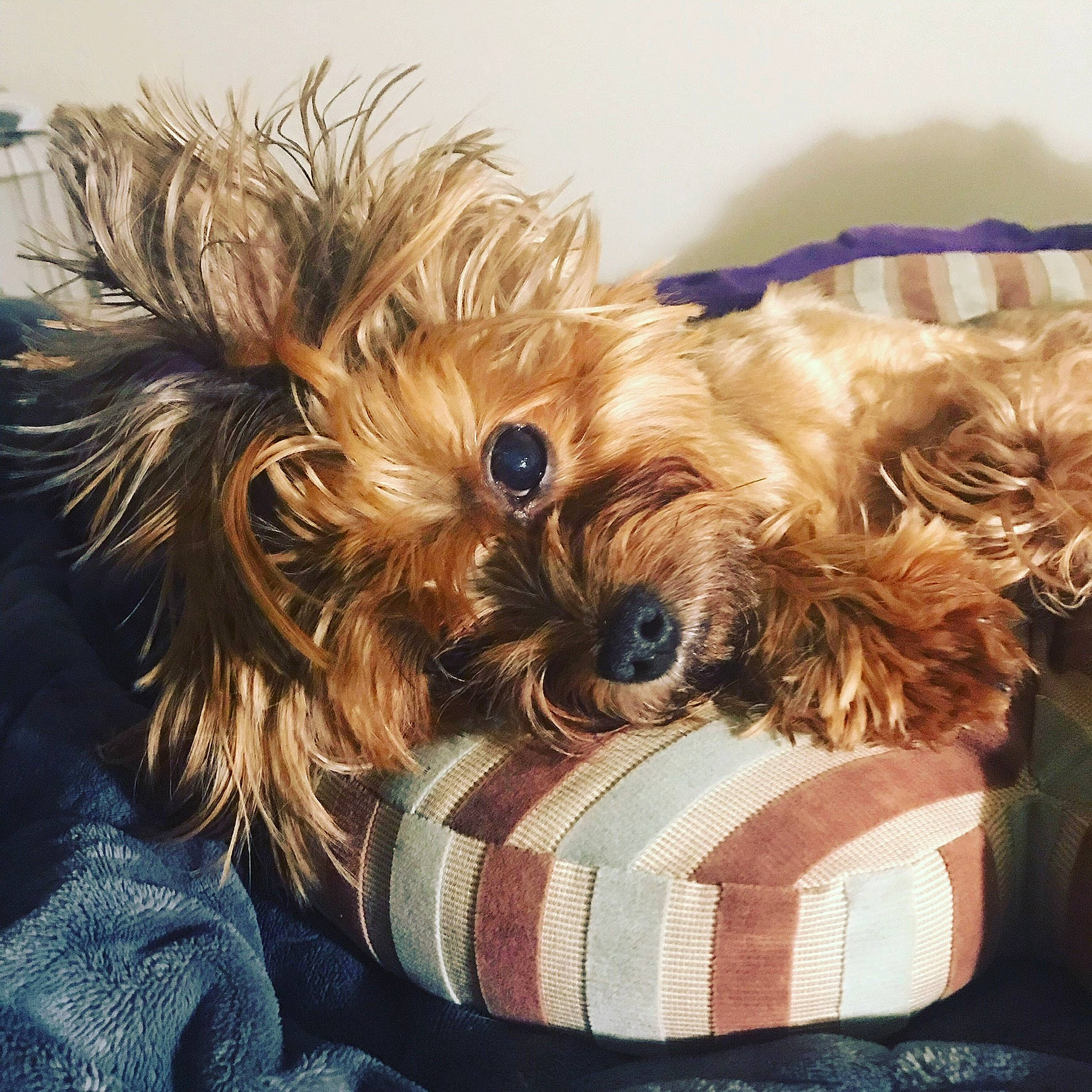 Mr. Max joined the competition — help win amazing prizes! canidae, carnivore, companion_dog, dog, dog_breed, dog_supply, fur, liver, pet_supply, puppy, small_terrier, snout, sporting_group, terrier, toy_dog, vertebrate, working_animal, working_dog, yorkipoo, yorkshire_terrier