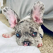 Oliver is registered to the contest to win money with this photo: animal, blue_eyes, carpet, close_up, collar, curious, cute, dog, ears, fluffy, french_bulldog, indoor, merle_pattern, paw, pet, pink_nose, puppy, resting, white_surface, young_dog