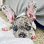 animal, blue_eyes, carpet, close_up, collar, curious, cute, dog, ears, fluffy, french_bulldog, indoor, merle_pattern, paw, pet, pink_nose, puppy, resting, white_surface, young_dog
