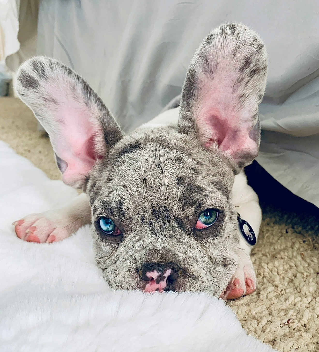 Oliver