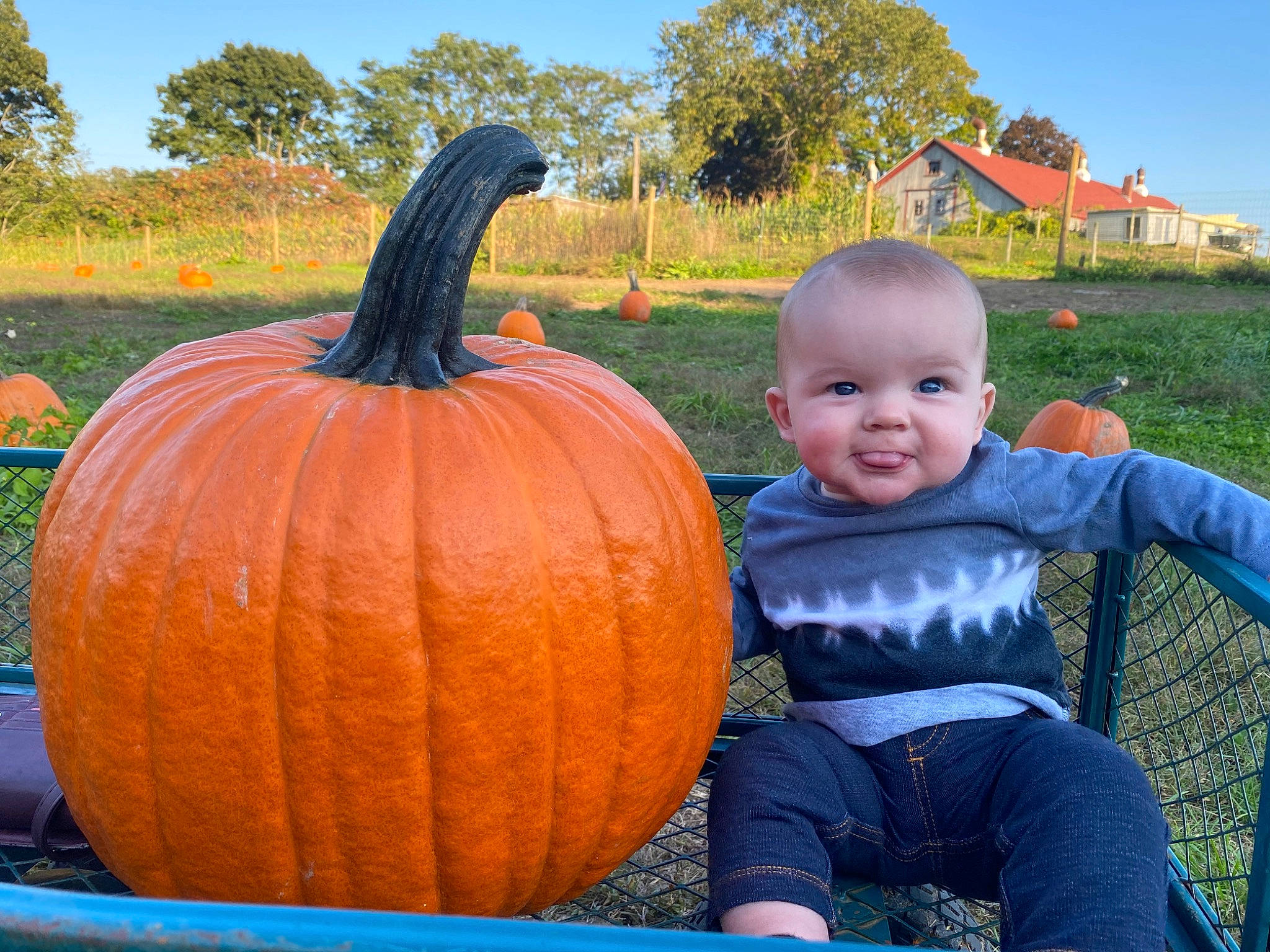 Jayce joined the competition — help win amazing prizes! baby_toddler_clothing, calabaza, cucurbita, gourd, grass, happy, joy, leaf, local_food, natural_foods, person, plant, pumpkin, sky, smile, squash, t_shirt, toddler, tree, vegetable