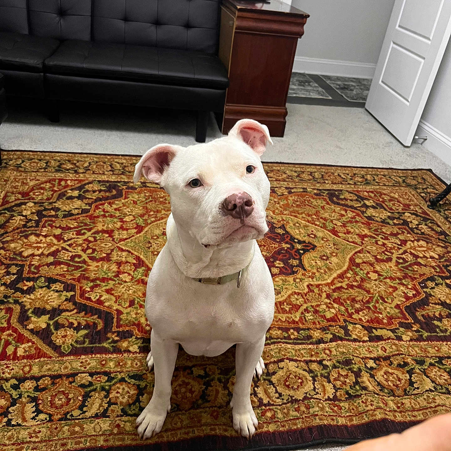 Ghost joined the competition — help win amazing prizes! animal, architecture, boxer, building, bulldog, canine, couch, dog, frenchbulldog, furniture, homedecor, indoors, interiordesign, livingroom, pet, pitbull, puppy, room, rug, wood
