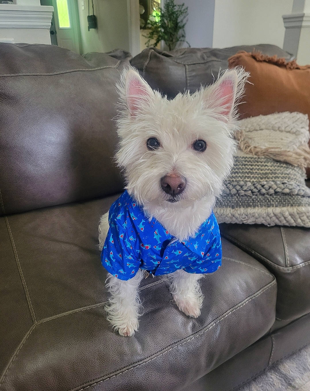 Dexter joined the competition — help win amazing prizes! carnivore, collar, companion_dog, dog, dog_breed, dog_clothes, dog_collar, dog_supply, electric_blue, fashion_accessory, fur, houseplant, picture_frame, plant, small_terrier, snout, sporting_group, terrier, toy_dog, working_animal