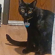 Batman is registered to the contest to win money with this photo: black_cat, cat, collar, curious, domestic_animal, eyes, floor, fur, hardwood_floor, home_interior, id_tag, indoor, pet, portrait, shadow, sitting, staring, tail, whiskers, wooden_door