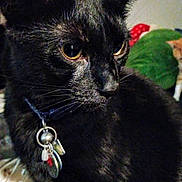 Batman is registered to the contest to win money with this photo: black_cat, cat, pet, animal, close_up, fur, whiskers, collar, tags, indoor, portrait, feline, curious, eyes, domestic_cat, cute, mammal, soft_lighting, closeup, focus