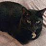 Batman joined the competition — help win amazing prizes! bed, bedding, bedroom, black_cat, blanket, cat, close_up, collar, cozy, domestic_animal, feline, fur, green_eyes, indoor, loaf_position, looking_at_camera, pet, resting, tag, whiskers