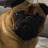 pug, dog, pet, canine, wrinkles, muzzle, black_mask, floppy_ears, brown_fur, sitting, portrait, close_up, indoors, bedroom, bed, mirror, furniture, home, looking_at_camera, funny_expression