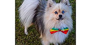 Max is registered to the contest to win money with this photo: dog, pomeranian, grass, bow_tie, heterochromia, blue_eye, brown_eye, fluffy, pet, animal, cute, outdoor, small_dog, fur, mammal, looking_up, standing, colorful_accessory, portrait, nature