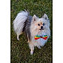 dog, pomeranian, grass, bow_tie, heterochromia, blue_eye, brown_eye, fluffy, pet, animal, cute, outdoor, small_dog, fur, mammal, looking_up, standing, colorful_accessory, portrait, nature