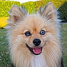 Max is registered to the contest to win money with this photo: animal, blue_eye, brown_eye, bush, canine, closeup, cute, dog, fluffy, friendly, fur, grass, happy, heterochromia, nature, outdoor, pet, portrait, smiling, tongue_out