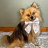 Max is registered to the contest to win money with this photo: adorable, animal, blue_eyes, bow, carpet, cute, dog, domestic_animal, fluffy, fur, furry, indoor, pet, pomeranian, portrait, ribbon, sitting, small_dog, wall, wooden_baseboard