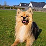 dog, pomeranian, grass, outdoor, sunny, happy, pet, canine, animal, fur, smiling, nature, blue_sky, house, backyard, daytime, mammal, portrait, lying_down, domestic_animal
