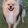 Max joined the competition — help win amazing prizes! animal, blue_eye, brown_eye, canine, cute, dog, fluffy, friendly, fur, grass, happy, heterochromia, nature, outdoor, pet, pomeranian, portrait, small_dog, smiling, standing