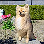 dog, pomeranian, fluffy, animal, pet, outdoor, garden, flower, tulip, rock, sunny, hedge, nature, cute, sitting, fur, small_dog, portrait, daylight, majestic