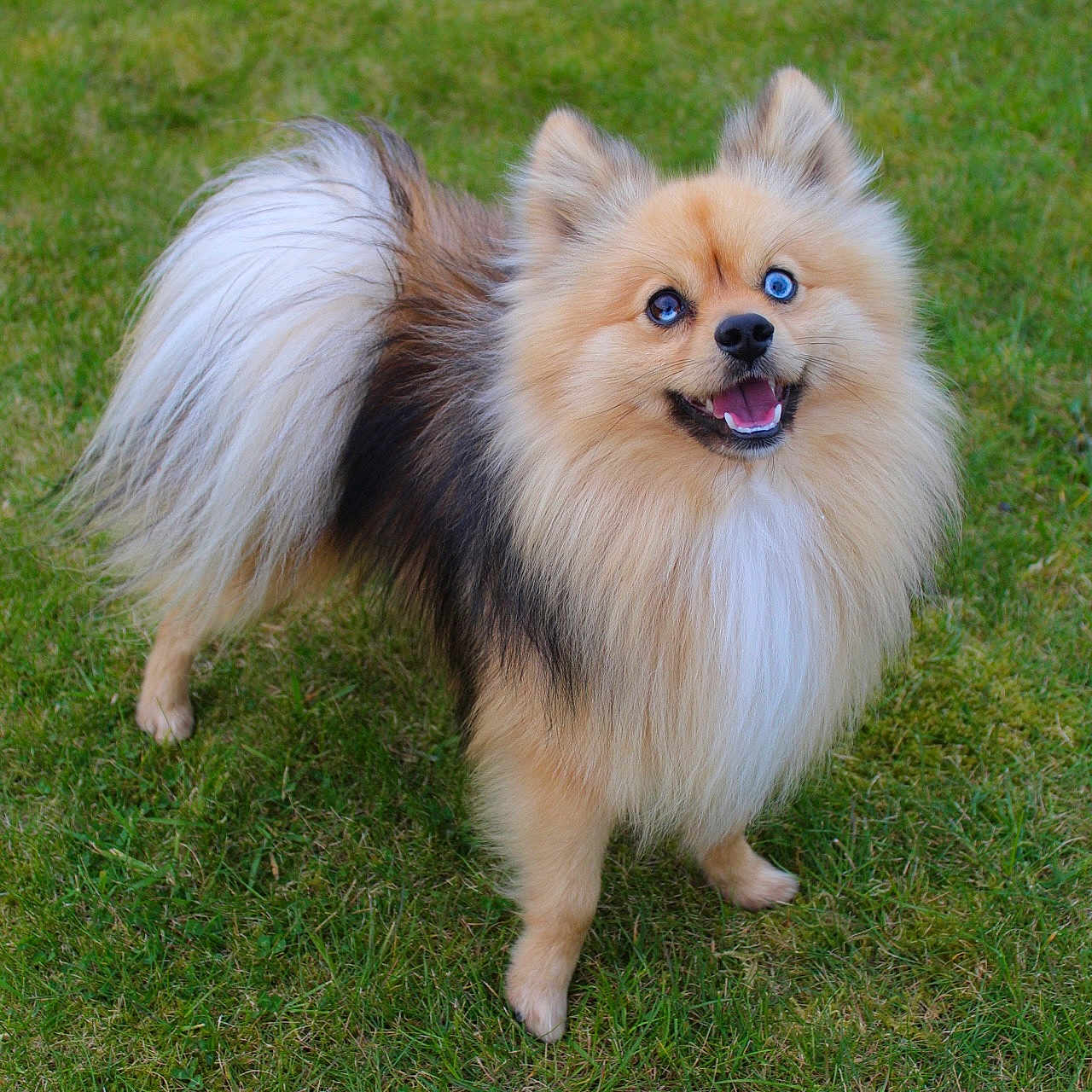Max joined the competition — help win amazing prizes! animal, blue_eye, brown_eye, canine, companion, cute, dog, fluffy, fur, grass, happy, heterochromia, mammal, nature, outdoor, pet, pomeranian, small_dog, standing, tongue_out