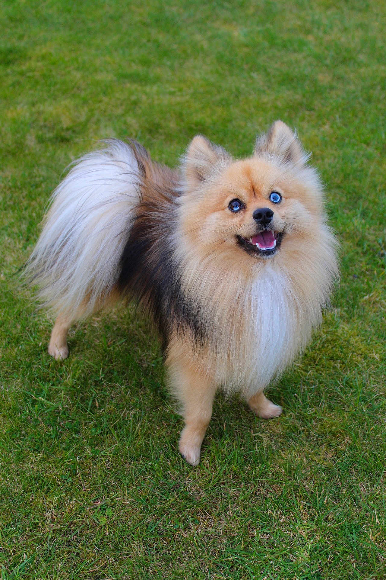 Max
