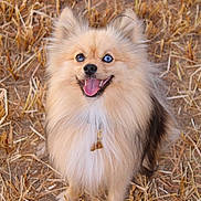 Max joined the competition — help win amazing prizes! animal, blue_eye, brown_eye, collar, cute, dog, fluffy, fur, grass, happy, heterochromia, nature, outdoor, pet, pomeranian, portrait, sitting, smiling, straw, tongue_out